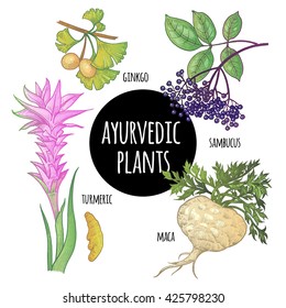 Illustration set of vector Ayurvedic herbs and plants. Ginkgo biloba, sambucus, turmeric, maca isolated on white background. Natural supplements, concept beauty, health and nature.