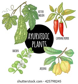 Illustration set of vector Ayurvedic herbs and plants. Arjuna, Bacopa, cayenne pepper, bitter melon isolated on white background. Natural supplements, concept beauty, health and nature.