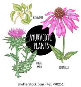 Illustration set of vector Ayurvedic herbs and plants. Gymnema, Echinacea flower, thistle milk isolated on white background. Natural supplements, concept beauty, health and nature.