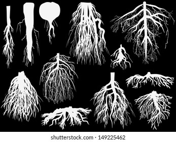 illustration with set of white roots isolated on black background