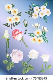 illustration with set of white rose and brier flowers
