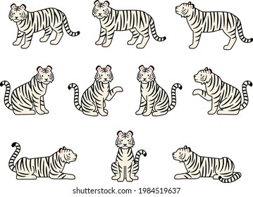 Illustration set of white tigers in various poses (standing, sitting, lying down)