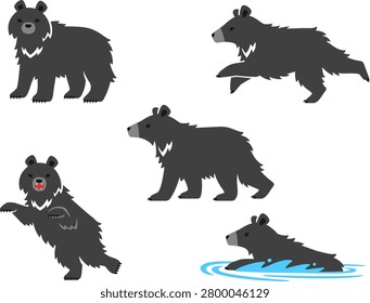 Illustration set of wild black bear in various poses