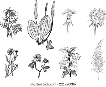 illustration with set of wild herbs sketches isolated on white background