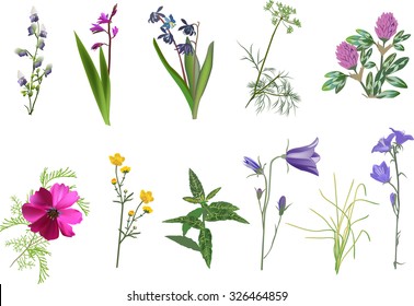 illustration with set of wildflowers collection isolated on white background