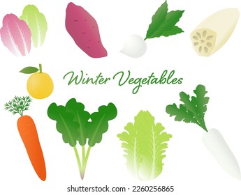 Illustration set of winter vegetables with beautiful gradation colors