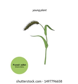 Illustration of Setaria italica, Foxtail millet. Young plant, used for hay and forage.