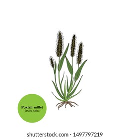 Illustration of Setaria italica, Foxtail millet. Plant with leaves, ears, roots and stems.