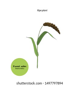 Illustration of Setaria italica, Foxtail millet. Plant with seeds.