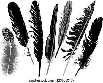 illustration with seven feathers isolated on white background