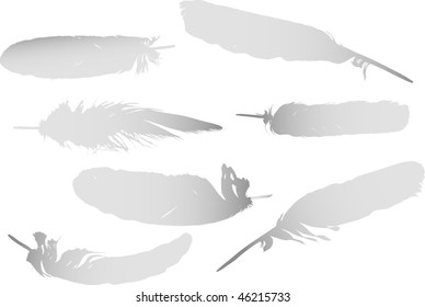 illustration with seven grey feathers isolated on white background