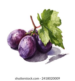 illustration of several grapes with stems and leaves colored using watercolor