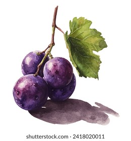 illustration of several grapes with stems and leaves colored using watercolor