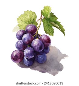 illustration of several grapes with stems and leaves colored using watercolor