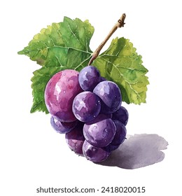 illustration of several grapes with stems and leaves colored using watercolor