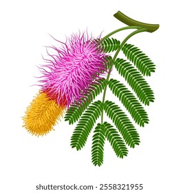 Illustration of Shami flower with leaves, also known as Persian mesquite or ghaf, scientific name Prosopis cineraria, isolated on white background.