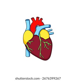 
Ilustración de la forma del corazón humano