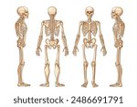 illustration of the shape of a human skull from a front, side and rear view