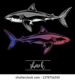 illustration of shark