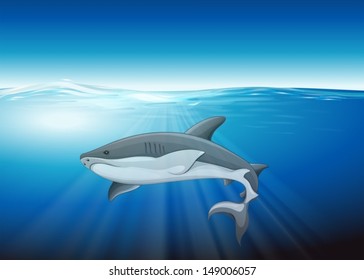 Illustration of the shark