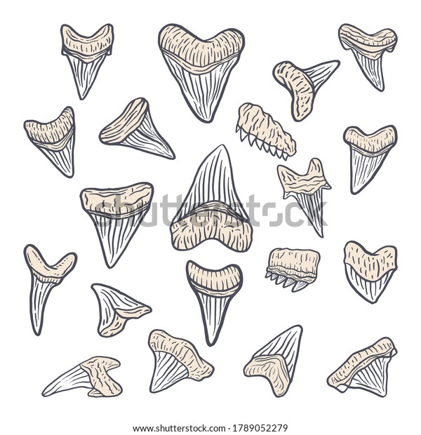 Illustration Shark Teeth Megalodon Monster Animal Stock Vector Royalty Free