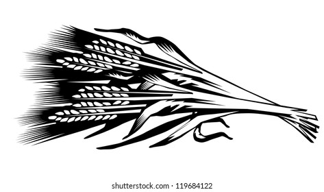 Illustration of a sheaf of cones of wheat