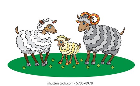 Illustration of sheep, ram and lamb