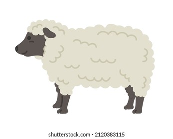 Illustration of a sheep seen from the side.