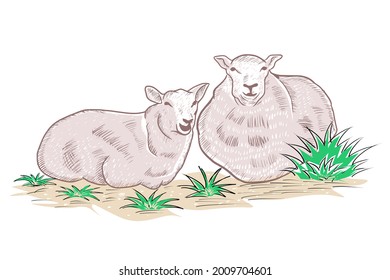 Illustration of sheep sitting on grass in hand drawing style suitable for nature and dairy product logo or label design