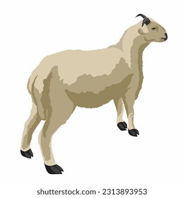 illustration of a sheep, in a standing position on a white background