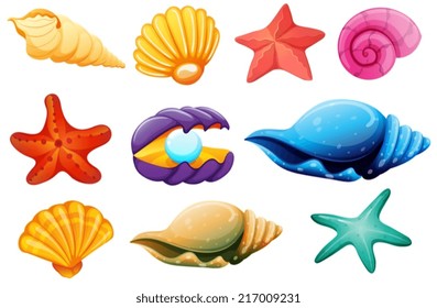 Illustration of a shell collection on a white background