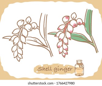 Illustration of shell ginger and aromatherapy bottle. Vector illustration.