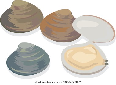 Illustration Of Shellfish (clams) Seafood