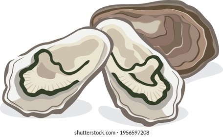 Illustration of shellfish (oyster) seafood