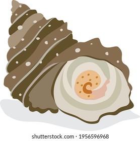 Illustration of shellfish (sazae) seafood