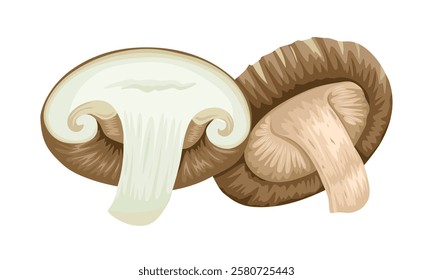 Illustration of shitake mushrooms, isolated on white background.