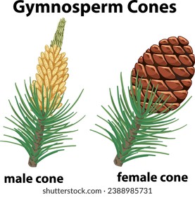 Illustration showcasing the different gender cones of gymnosperm plants