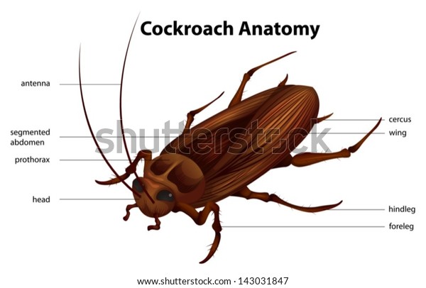 Illustration Showing Anatomy Cockroach Stock Vector (Royalty Free ...