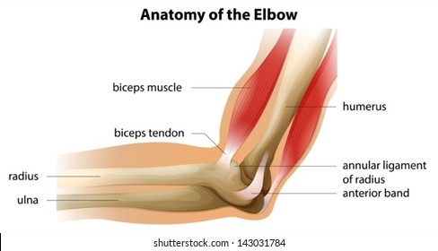 Illustration showing the anatomy of the elbow