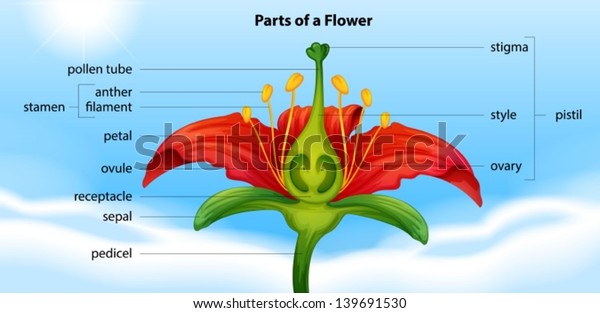 Illustration showing the\
anatomy of a\
flower