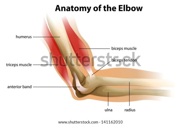 Illustration\
showing the anatomy of the human\
elbow