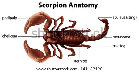 Illustration showing the anatomy of a scorpion Stock photo © 