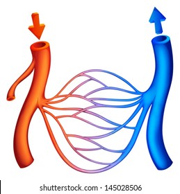 Illustration showing the blood circulation