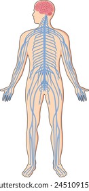 Illustration showing central nervous system in a human body svg
