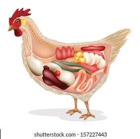 Illustration showing the chicken's anatomy on a white backgrund