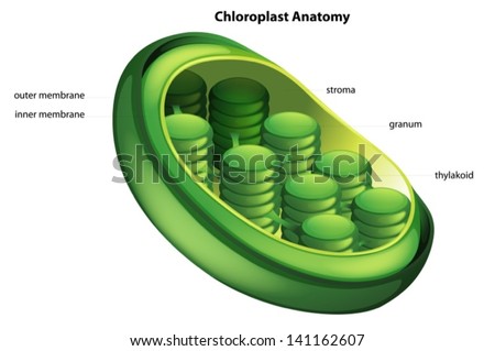 Illustration showing the chloroplast anatomy Stock photo © 