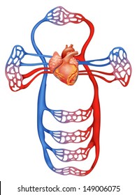 Illustration Showing Circulatory System Stock Vector (Royalty Free ...