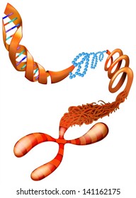 Illustration Showing The DNA Chromosome