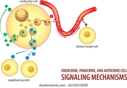 Illustration showing endocrine, paracrine, and autocrine cell signaling mechanisms. Vector illustration, infographic.