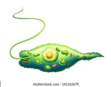 Illustration Showing A Euglena